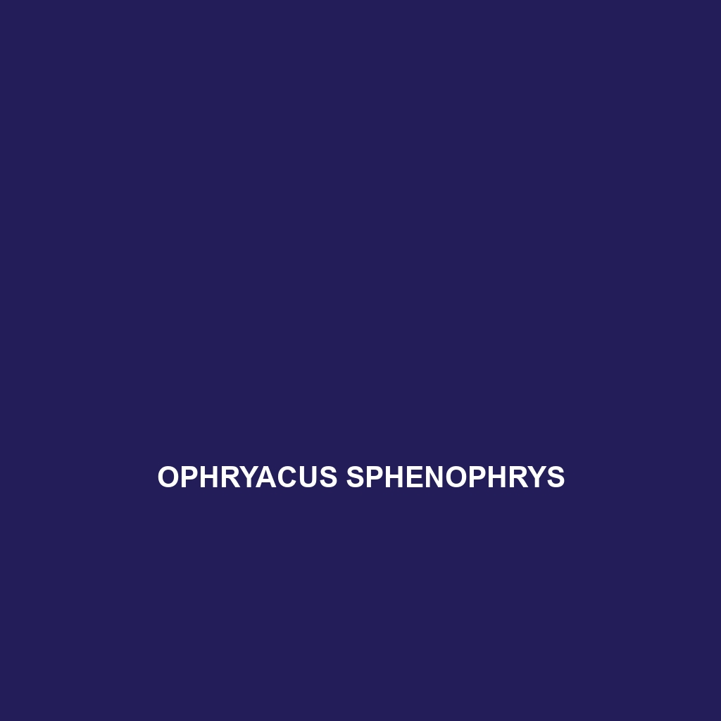 Ophryacus sphenophrys