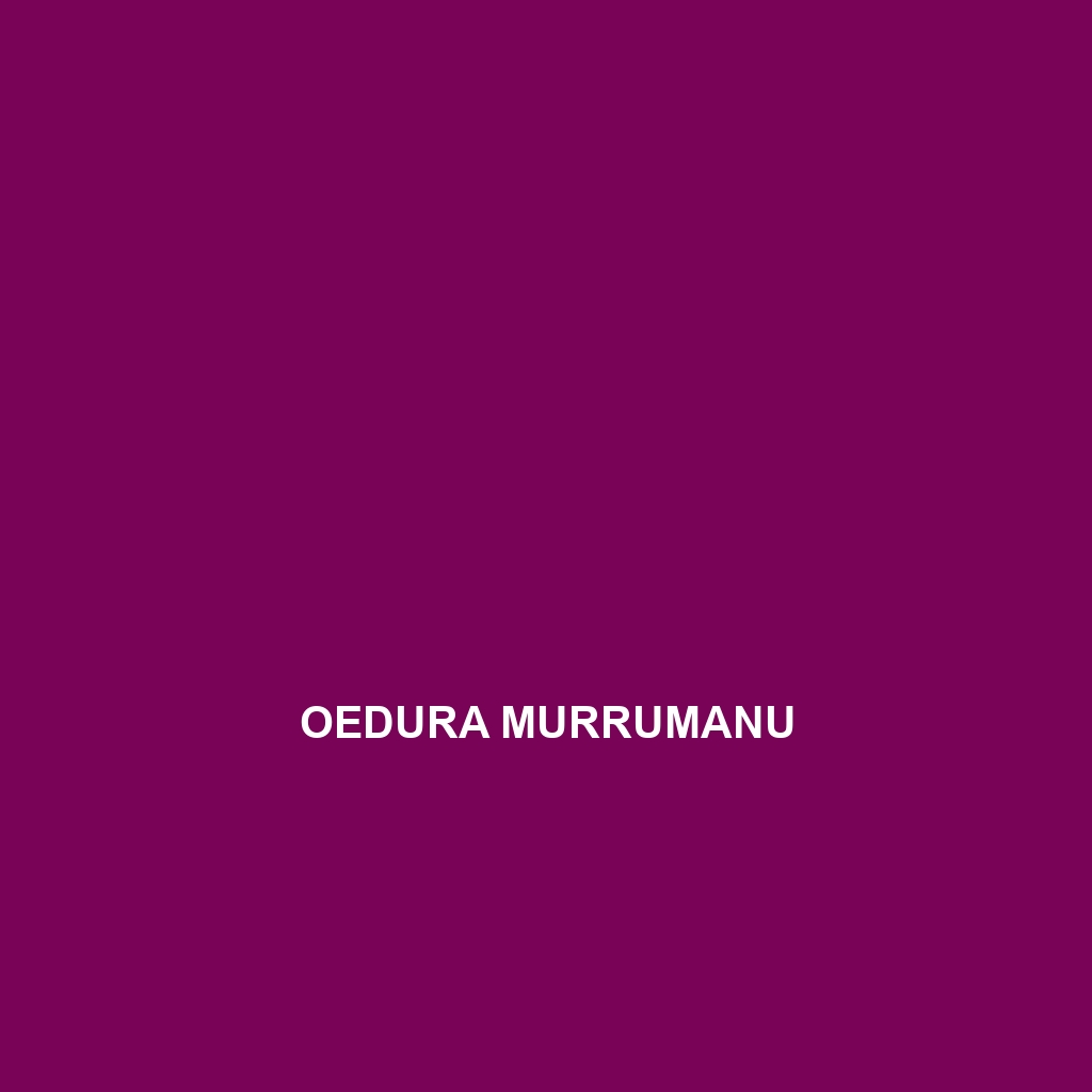 Oedura murrumanu