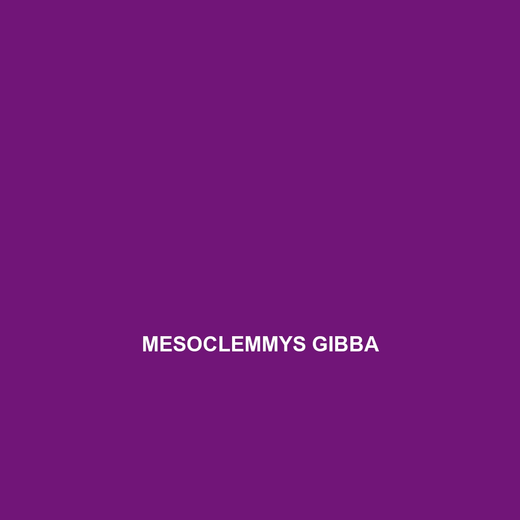 Mesoclemmys gibba