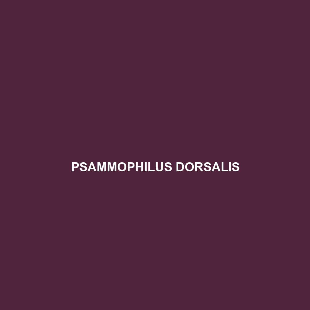 Psammophilus dorsalis