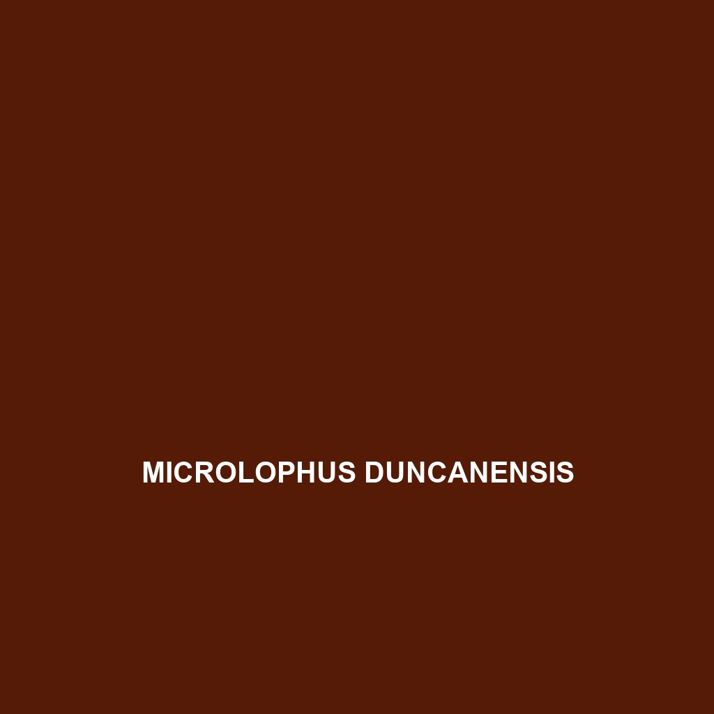 Microlophus duncanensis