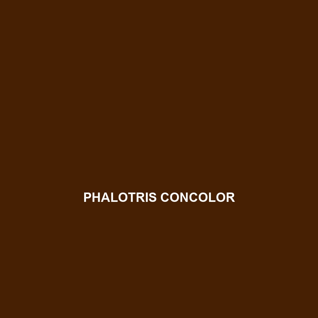 Phalotris concolor