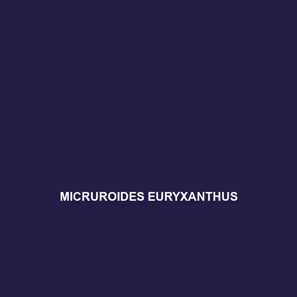 Micruroides euryxanthus