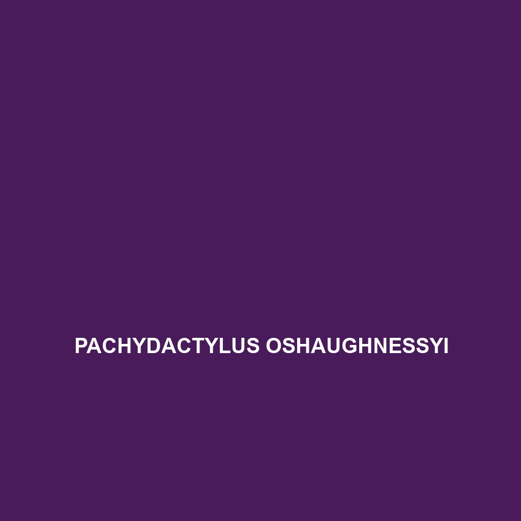 Pachydactylus oshaughnessyi