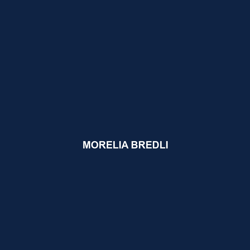 Morelia bredli