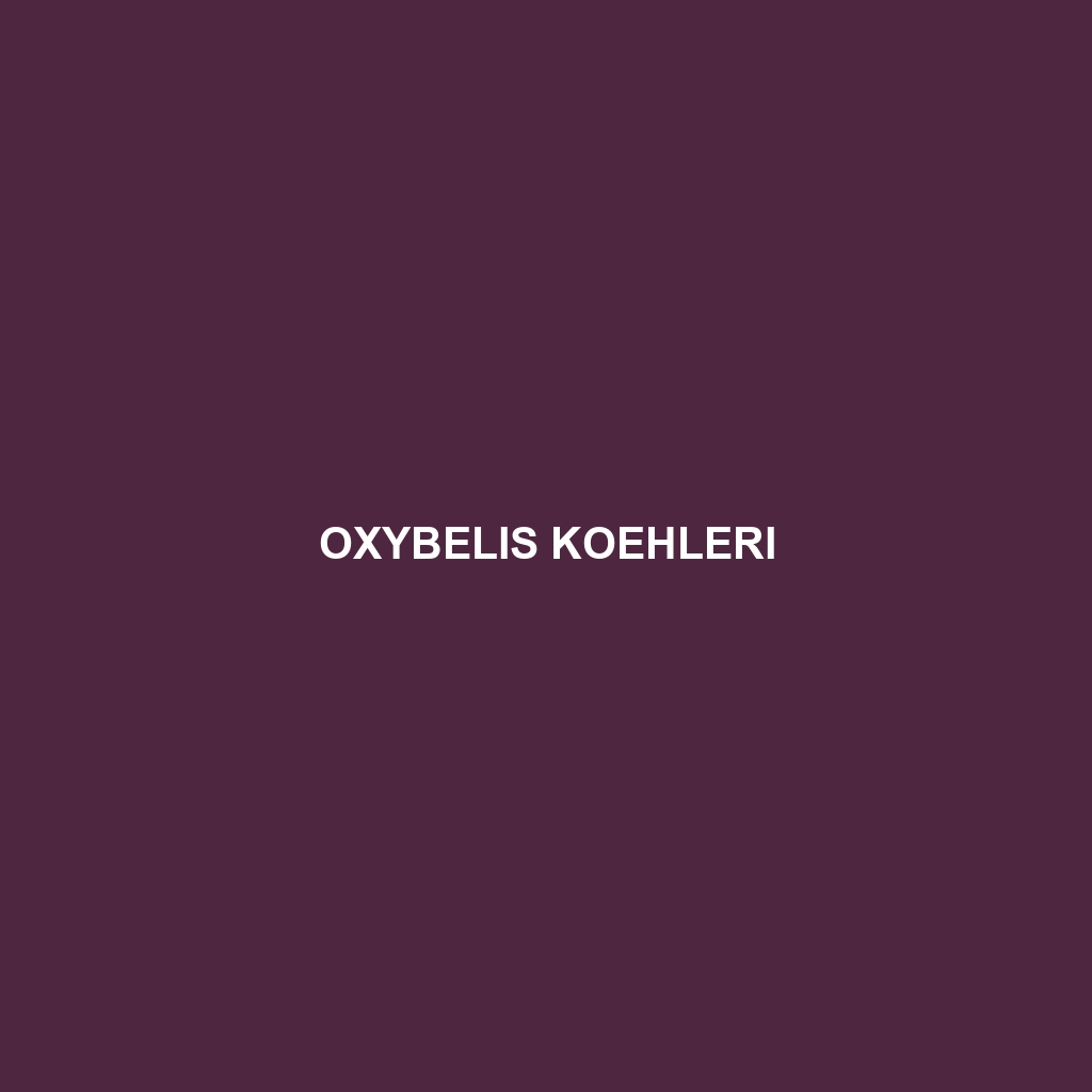 Oxybelis koehleri