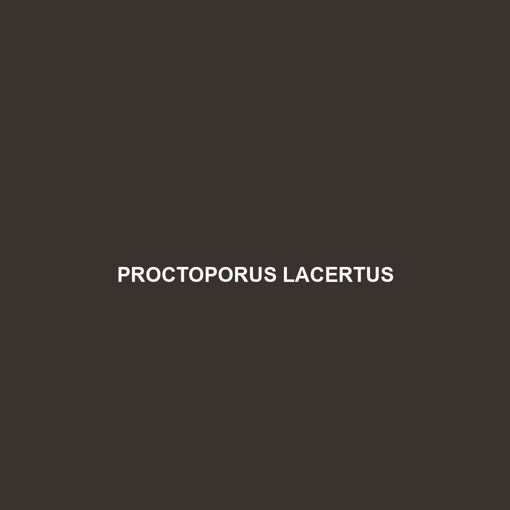 Proctoporus lacertus