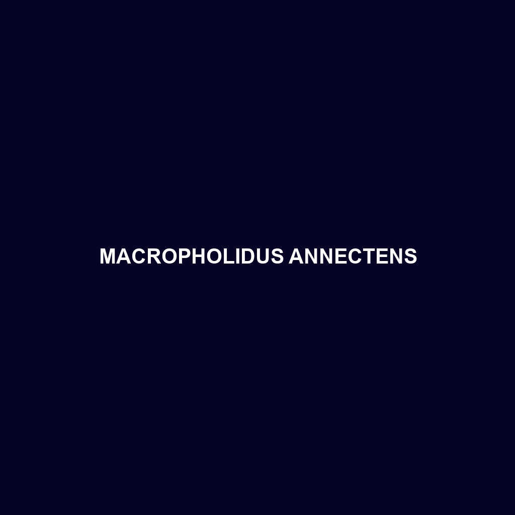 Macropholidus annectens