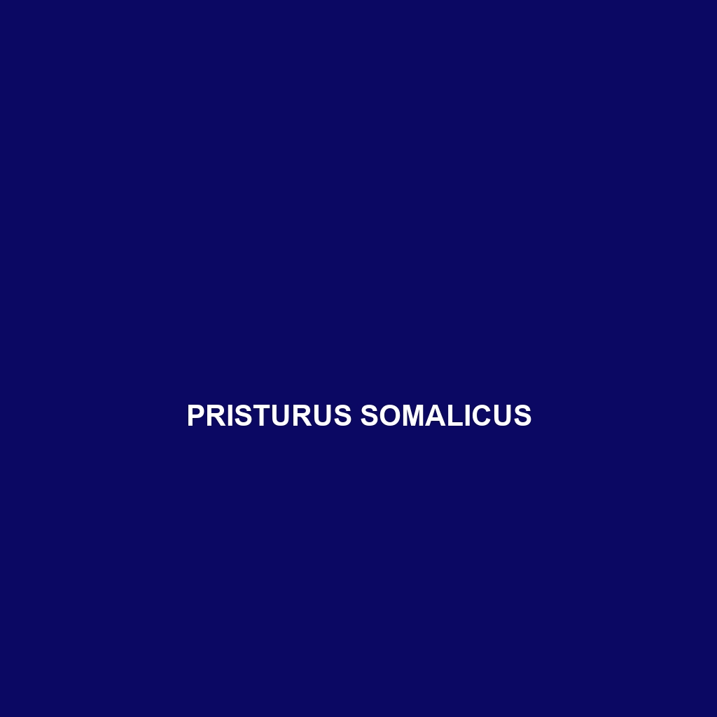 Pristurus somalicus