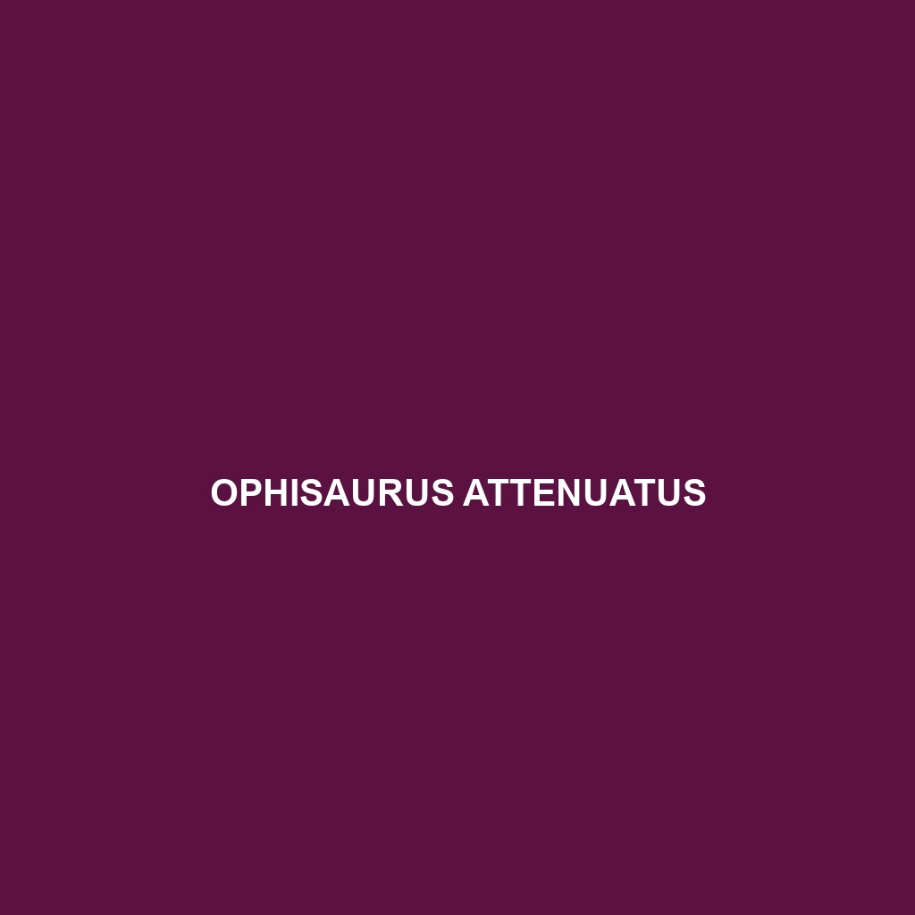 Ophisaurus attenuatus