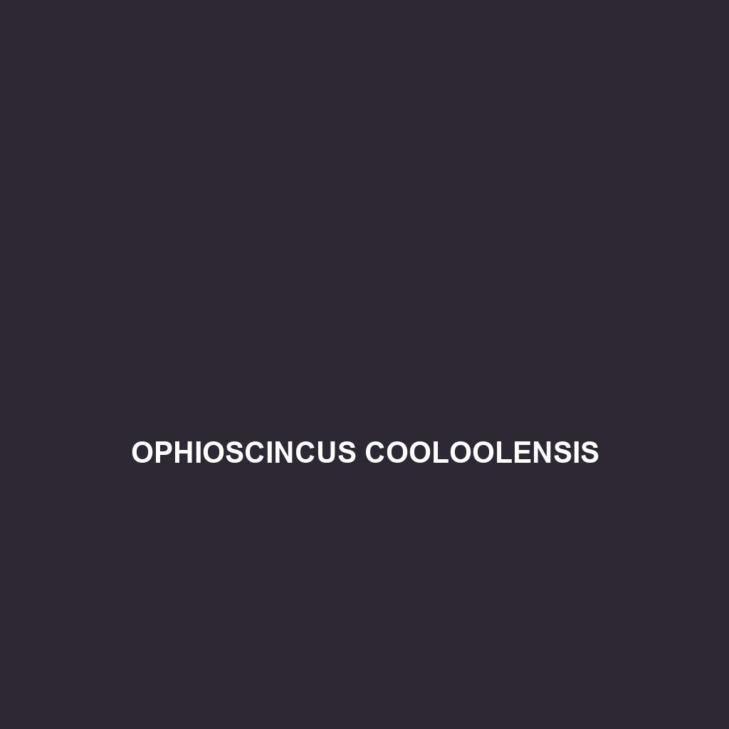 Ophioscincus cooloolensis