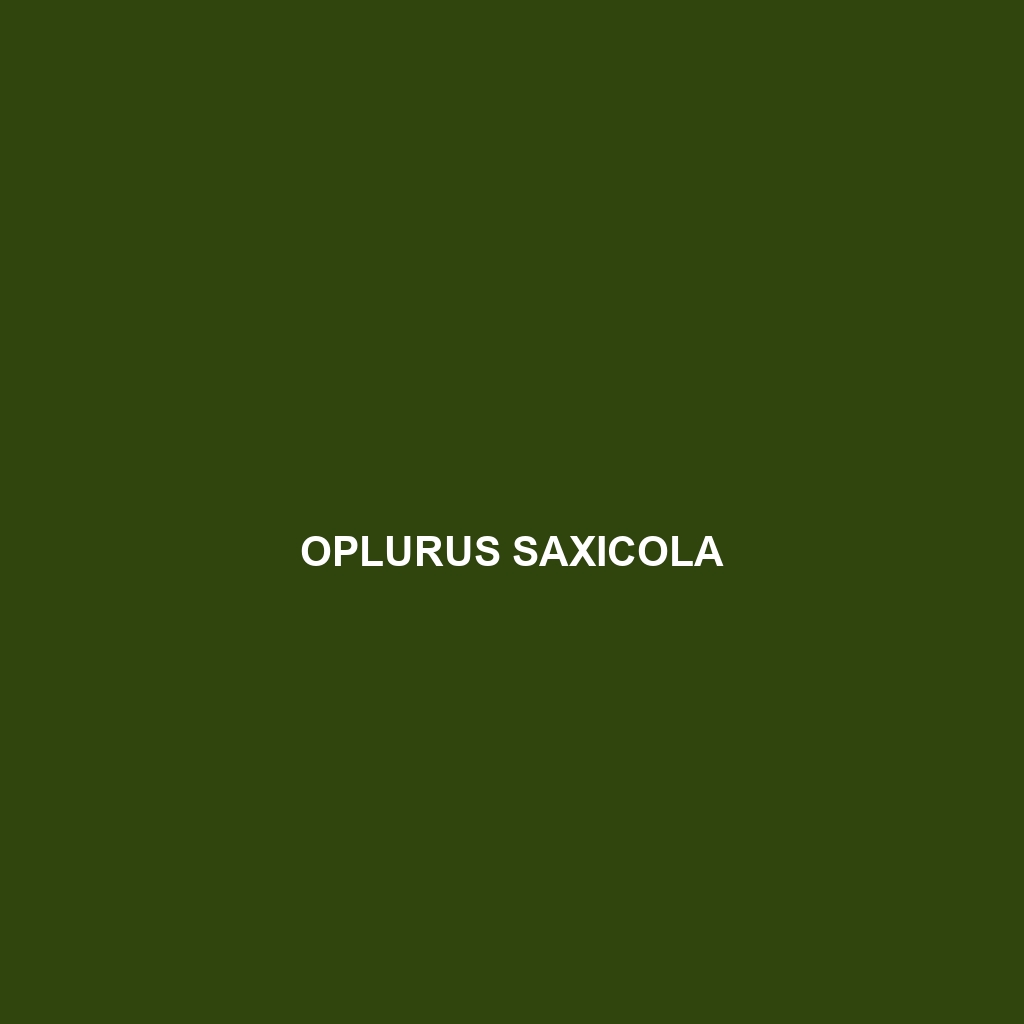 Oplurus saxicola