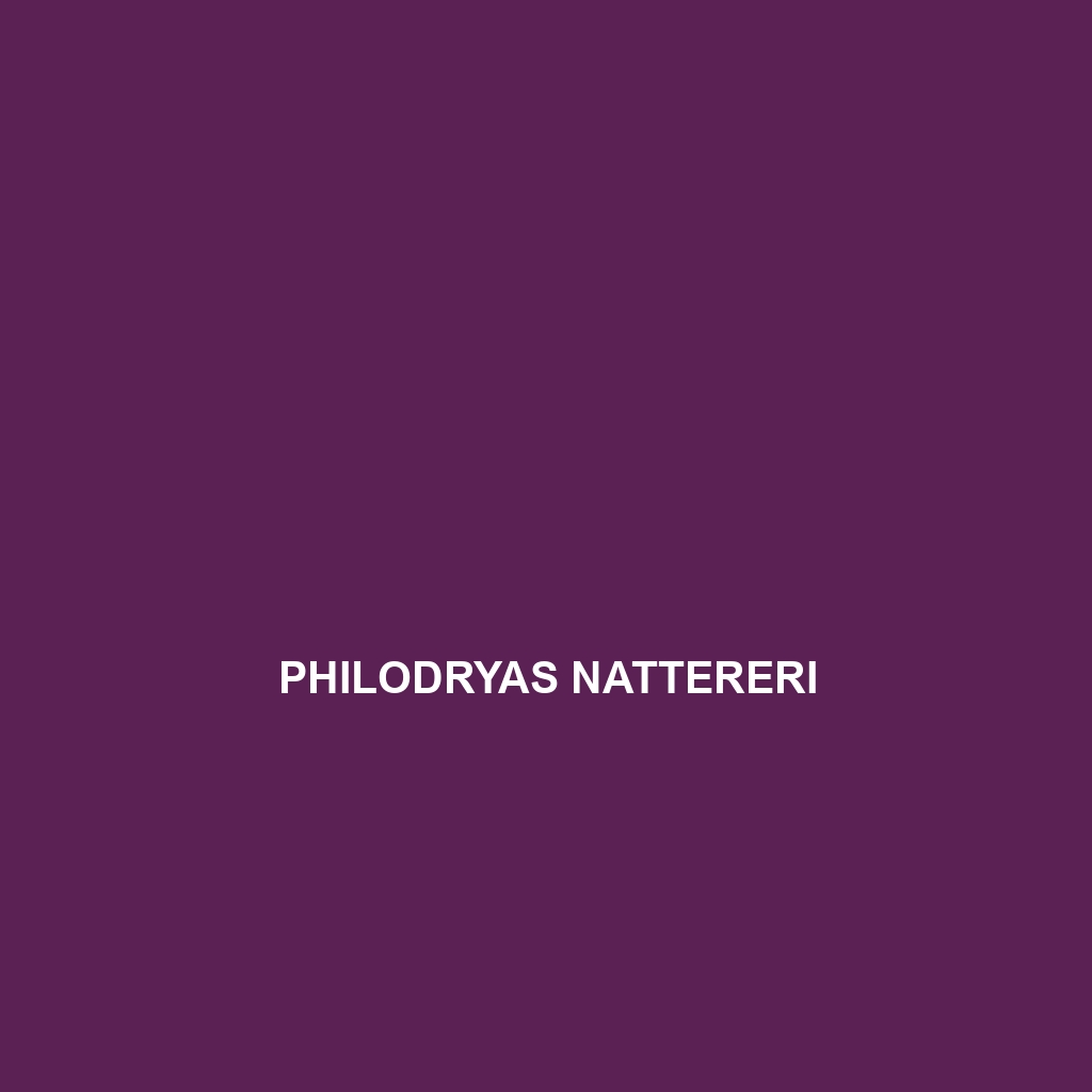 Philodryas nattereri