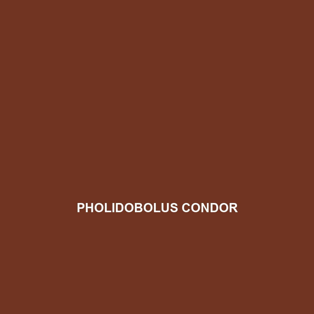 Pholidobolus condor