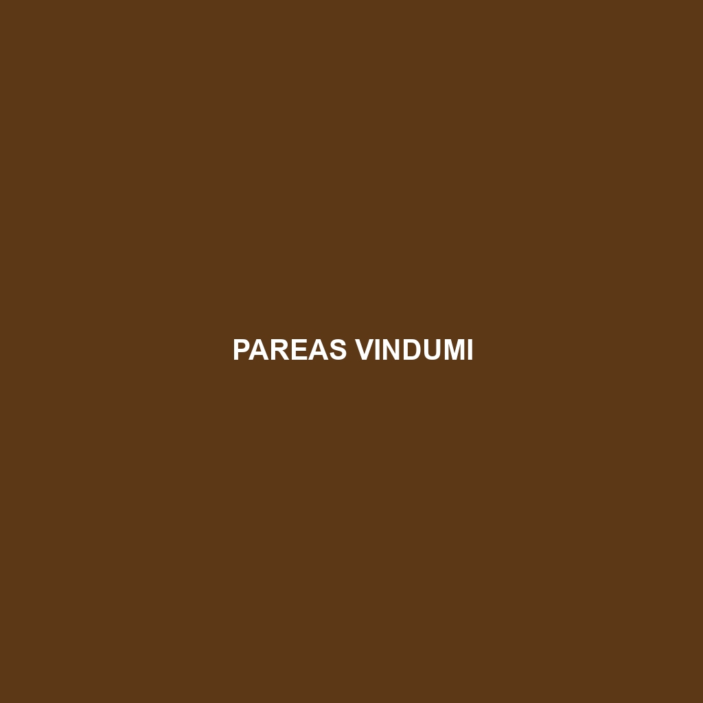 Pareas vindumi