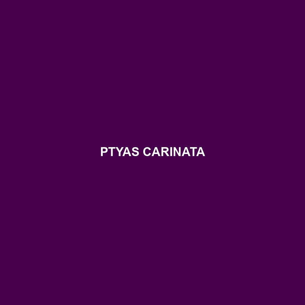 Ptyas carinata