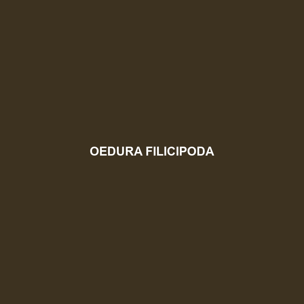 Oedura filicipoda