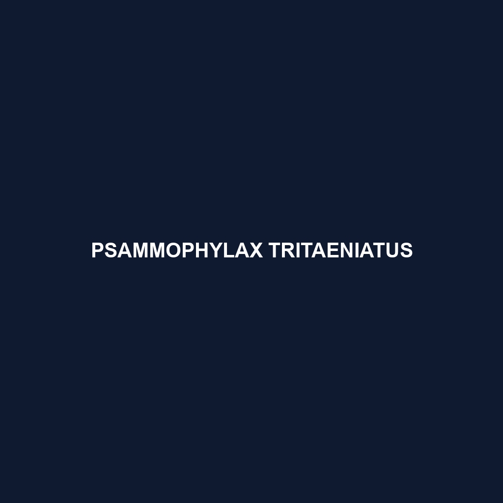 Psammophylax tritaeniatus