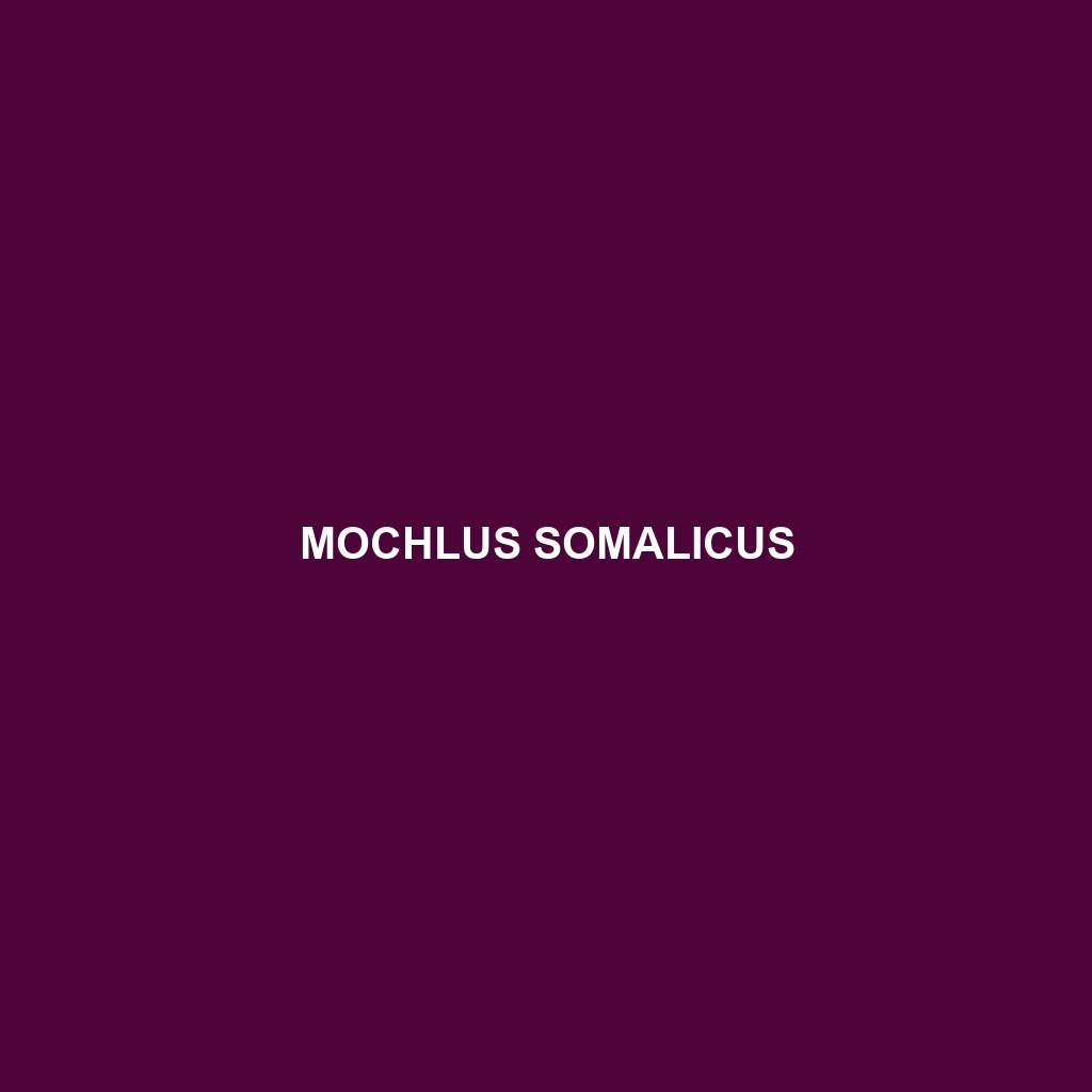 Mochlus somalicus