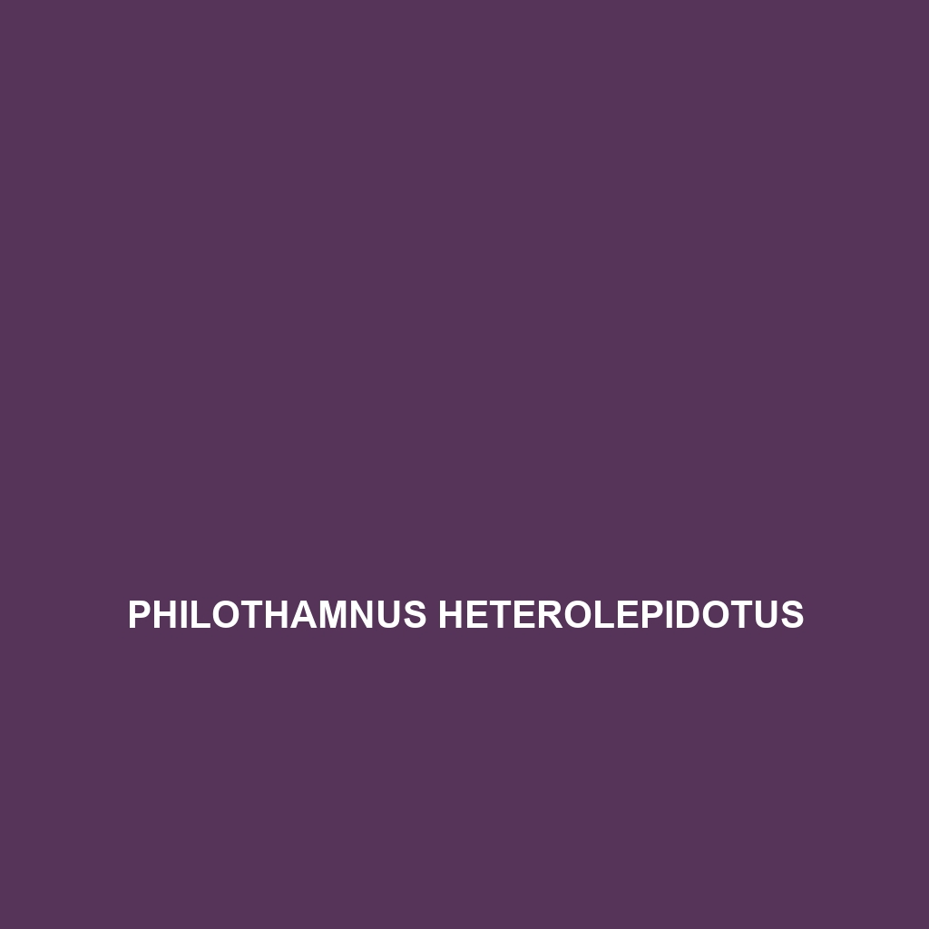 Philothamnus heterolepidotus