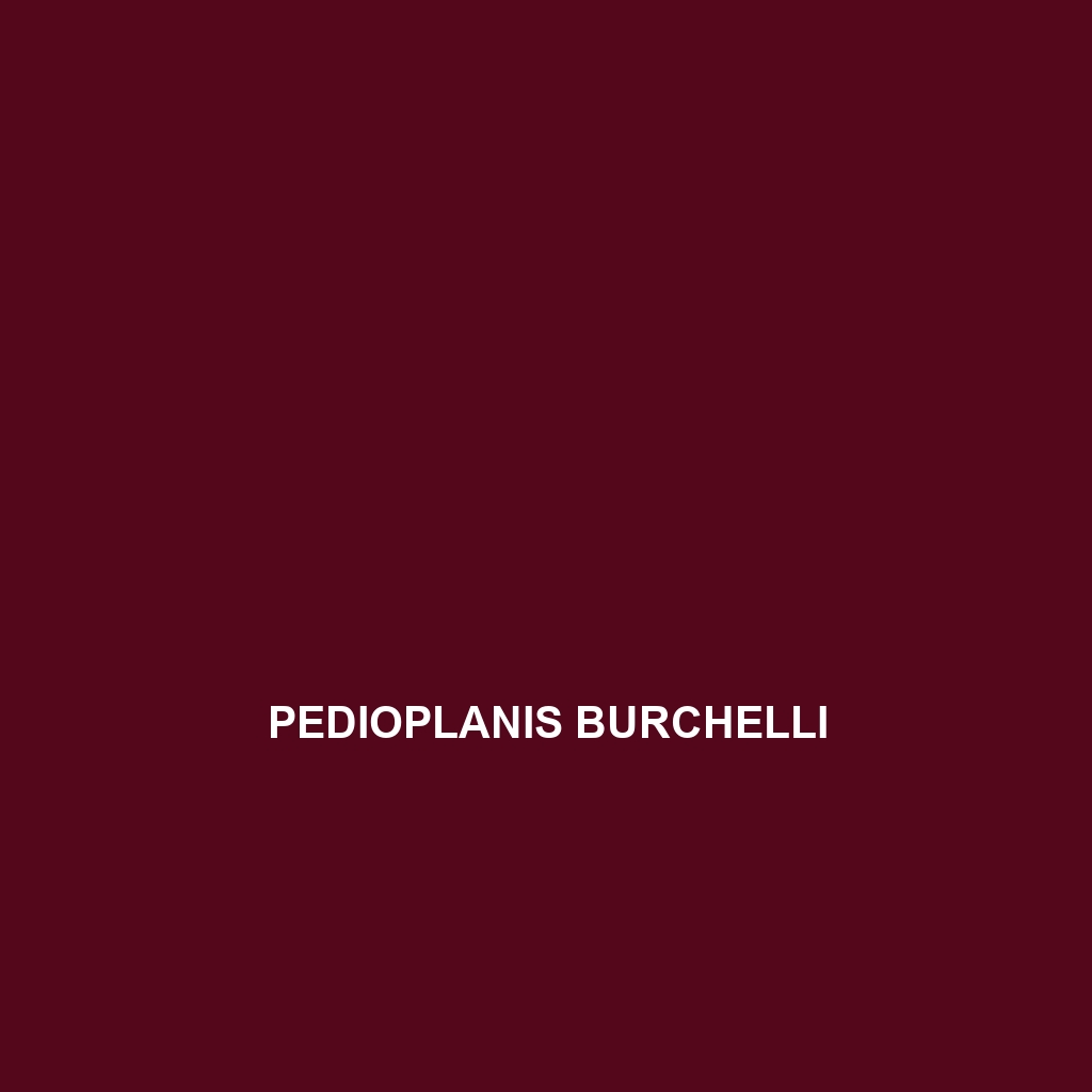 Pedioplanis burchelli