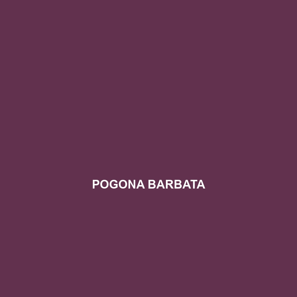 Pogona barbata