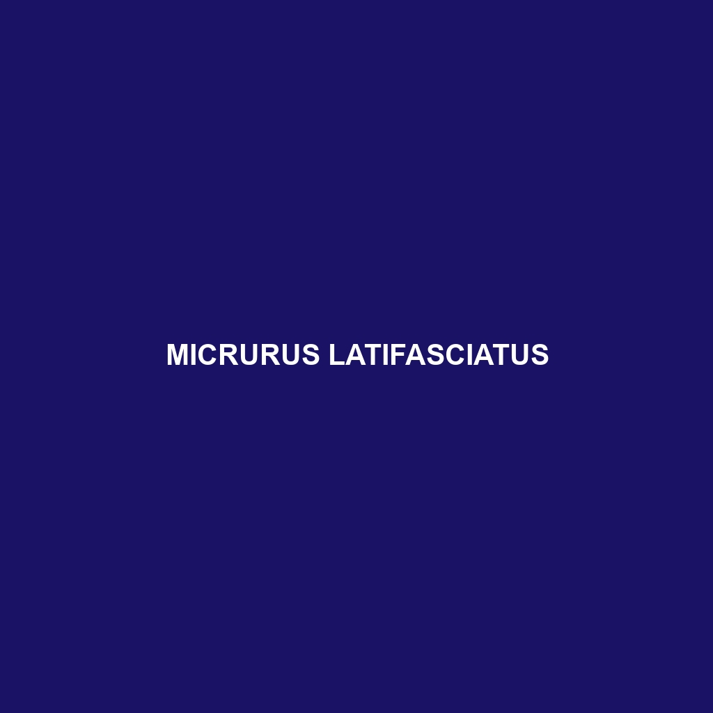 Micrurus latifasciatus