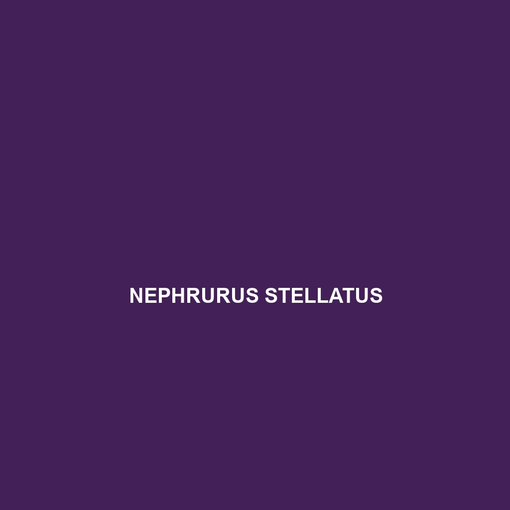 Nephrurus sheai