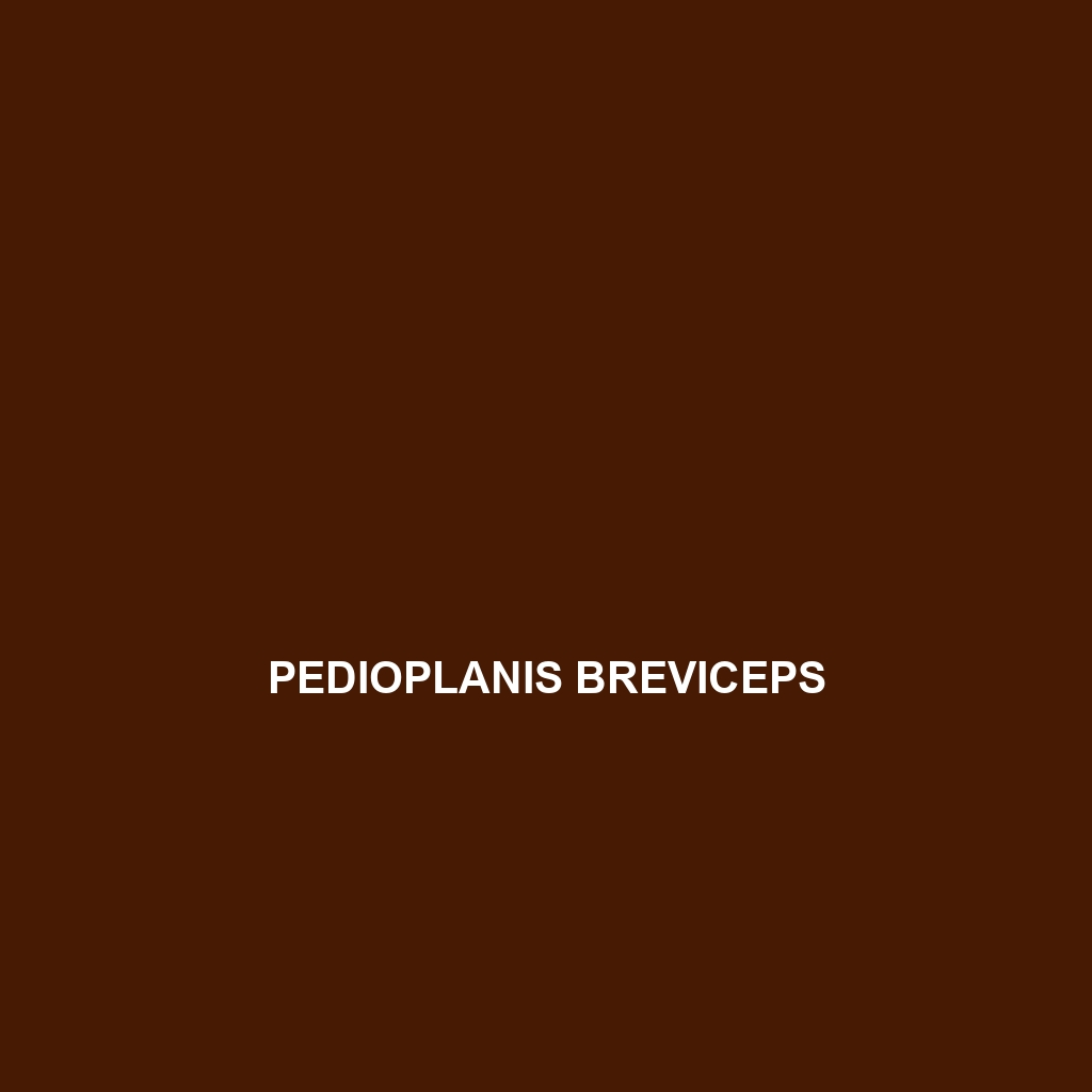 Pedioplanis breviceps