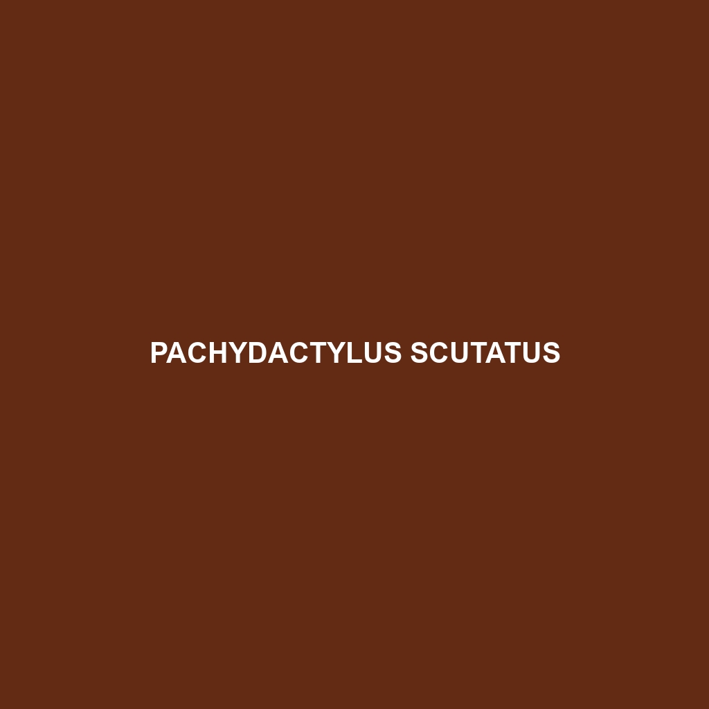 Pachydactylus scutatus