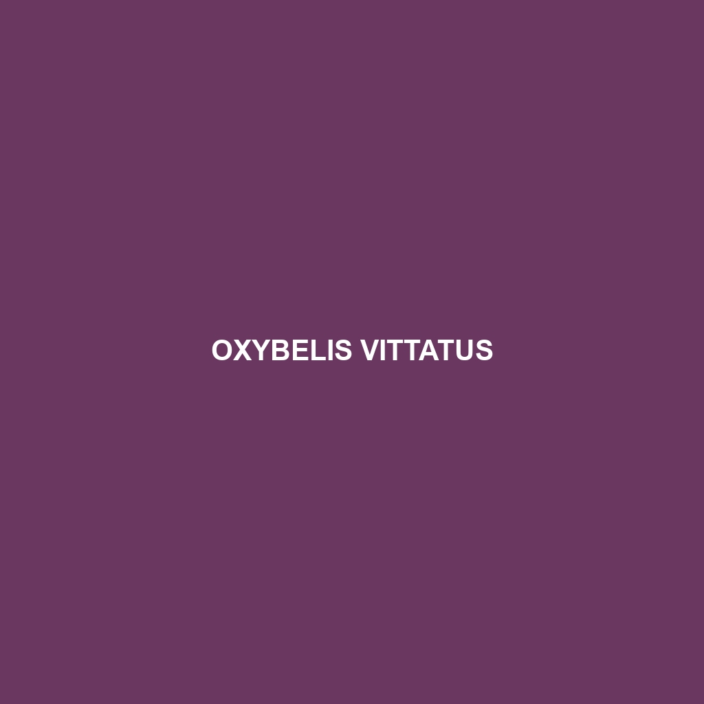 Oxybelis vittatus