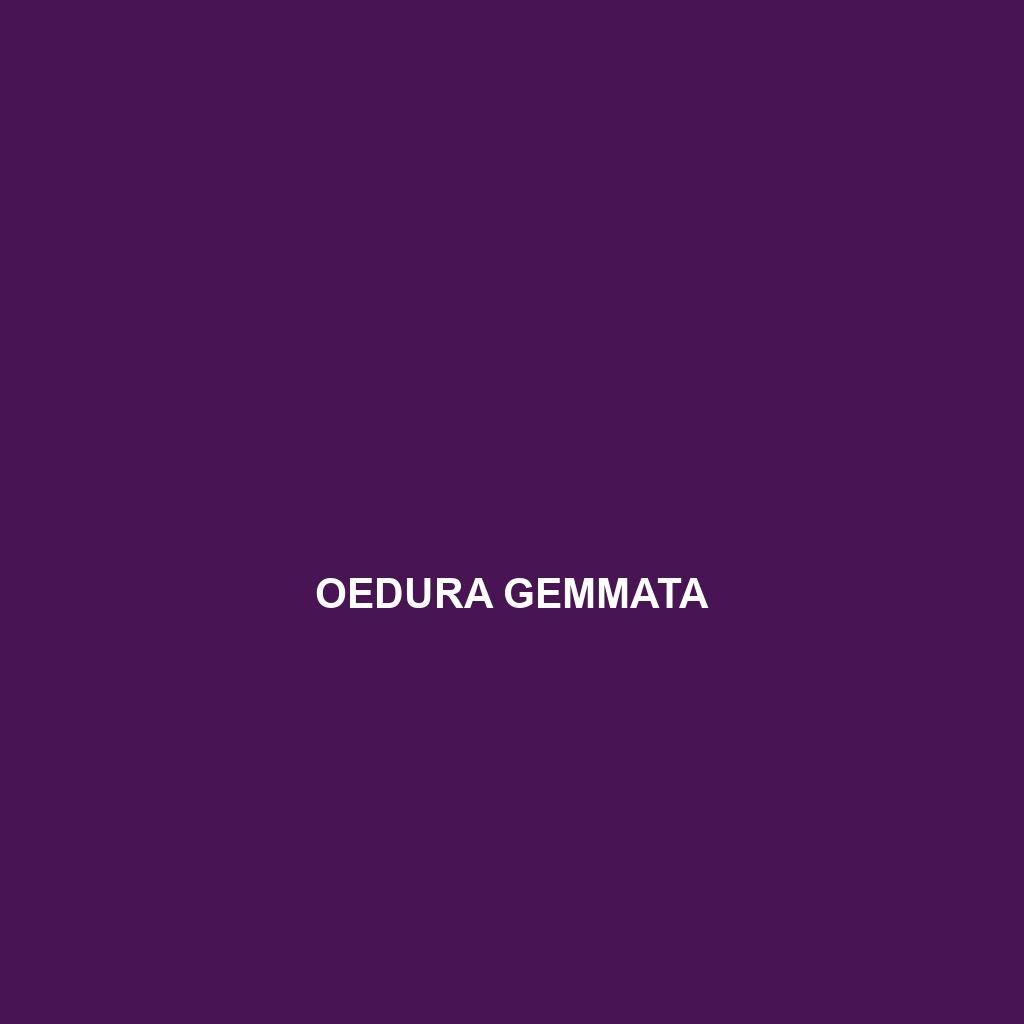 Oedura gemmata