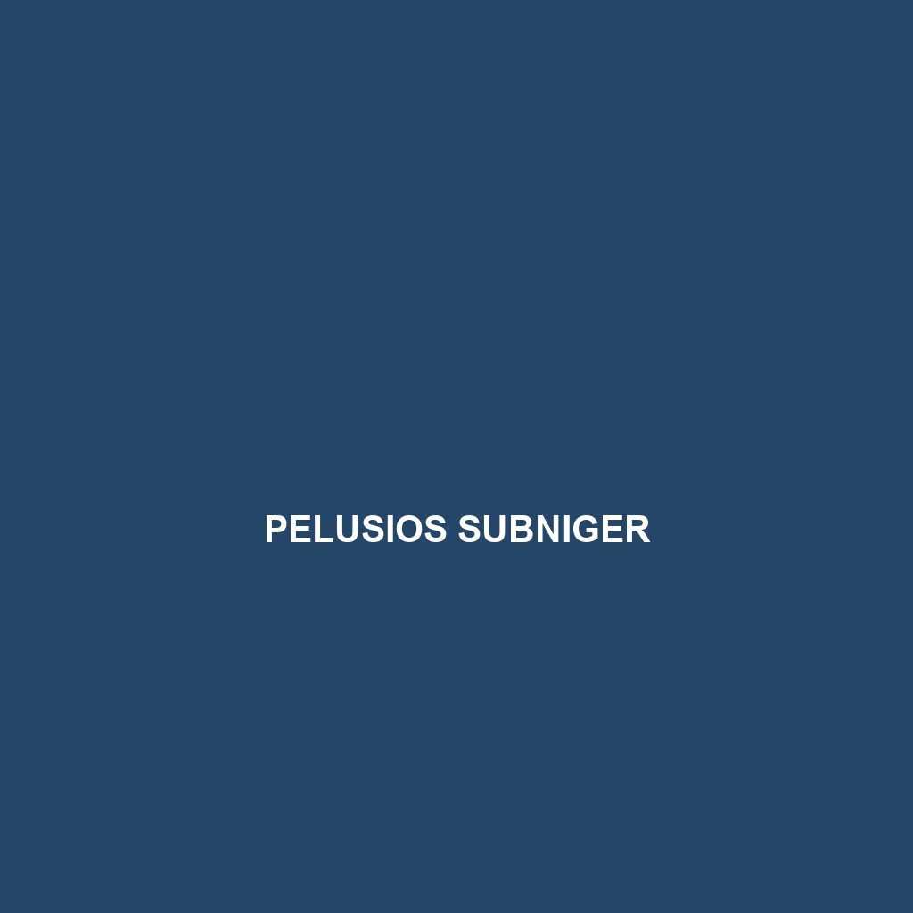 Pelusios subniger