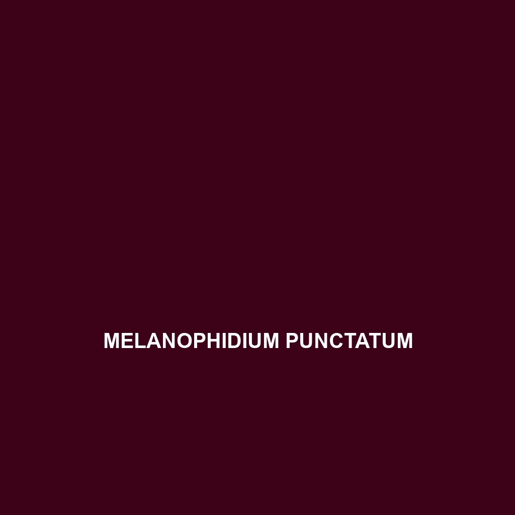 Melanophidium punctatum