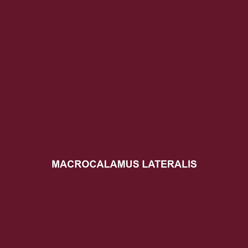 Macrocalamus lateralis