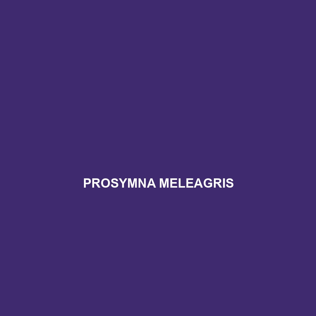 Prosymna meleagris