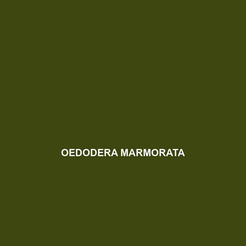 Oedodera marmorata