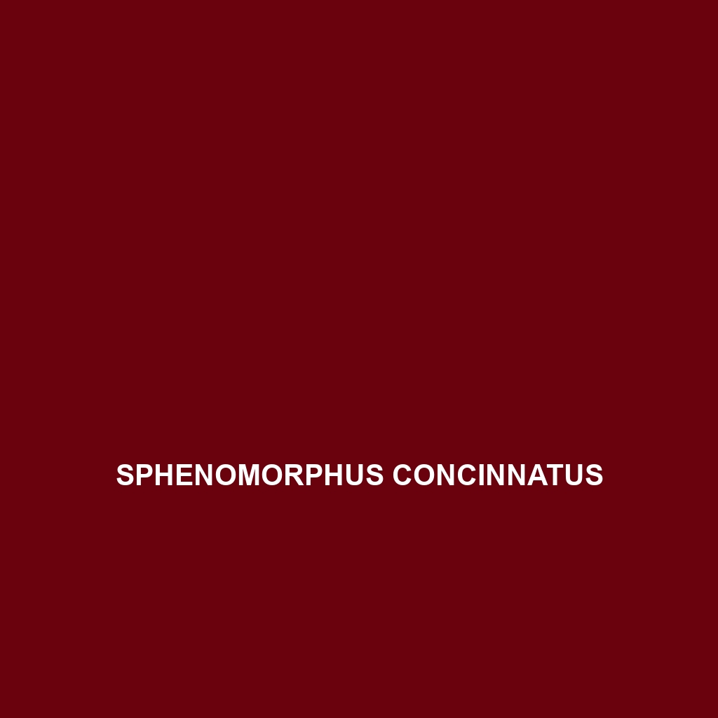 Sphenomorphus concinnatus