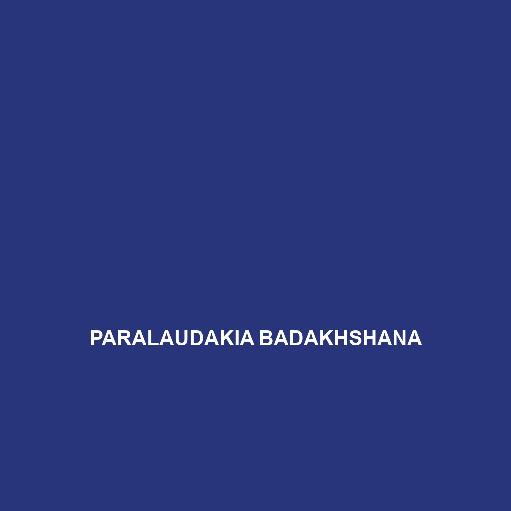 Paralaudakia badakhshana