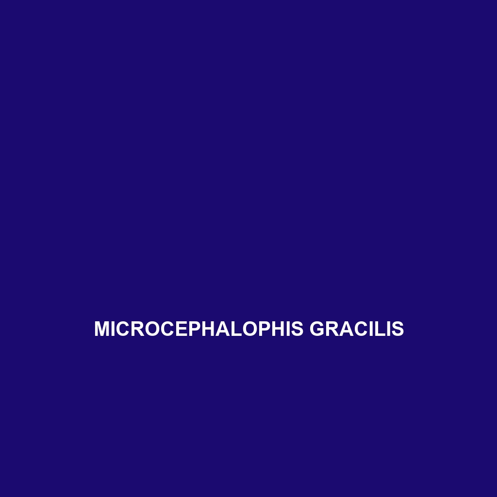 Microcephalophis gracilis