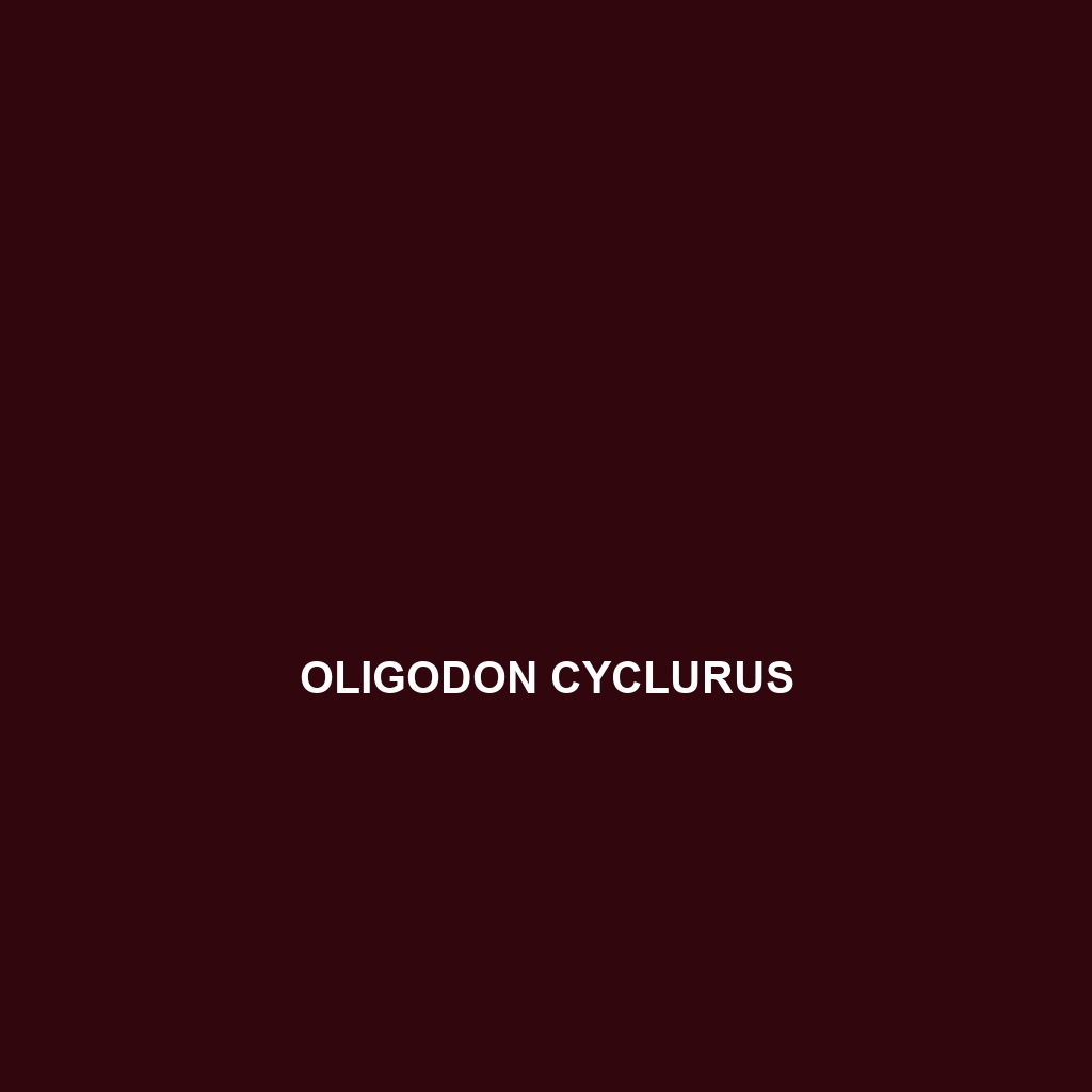 Oligodon cyclurus