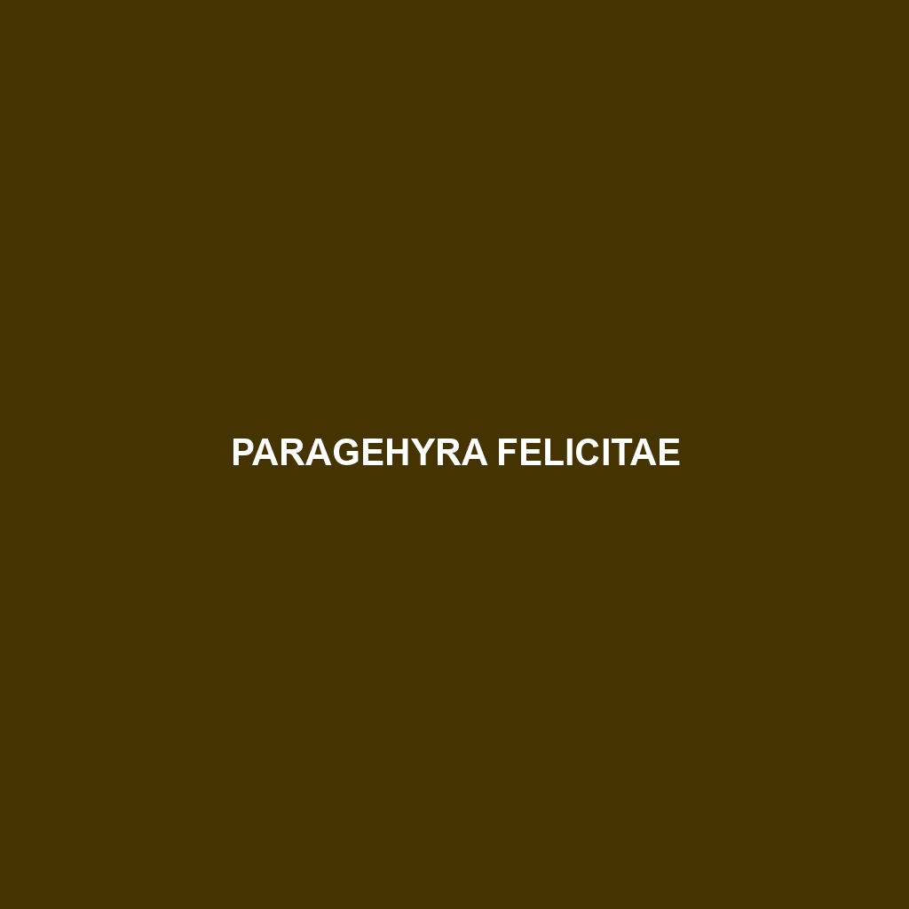 Paragehyra felicitae