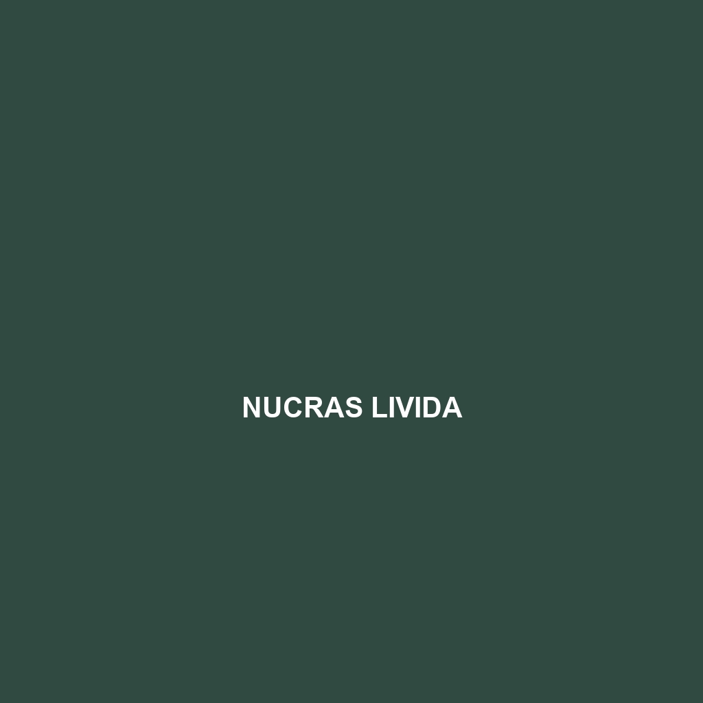 Nucras livida