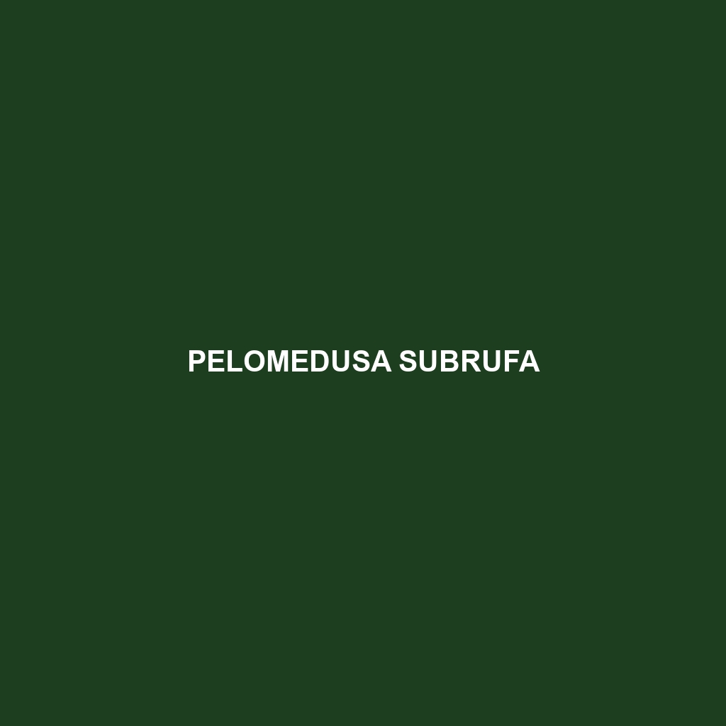 Pelomedusa subrufa