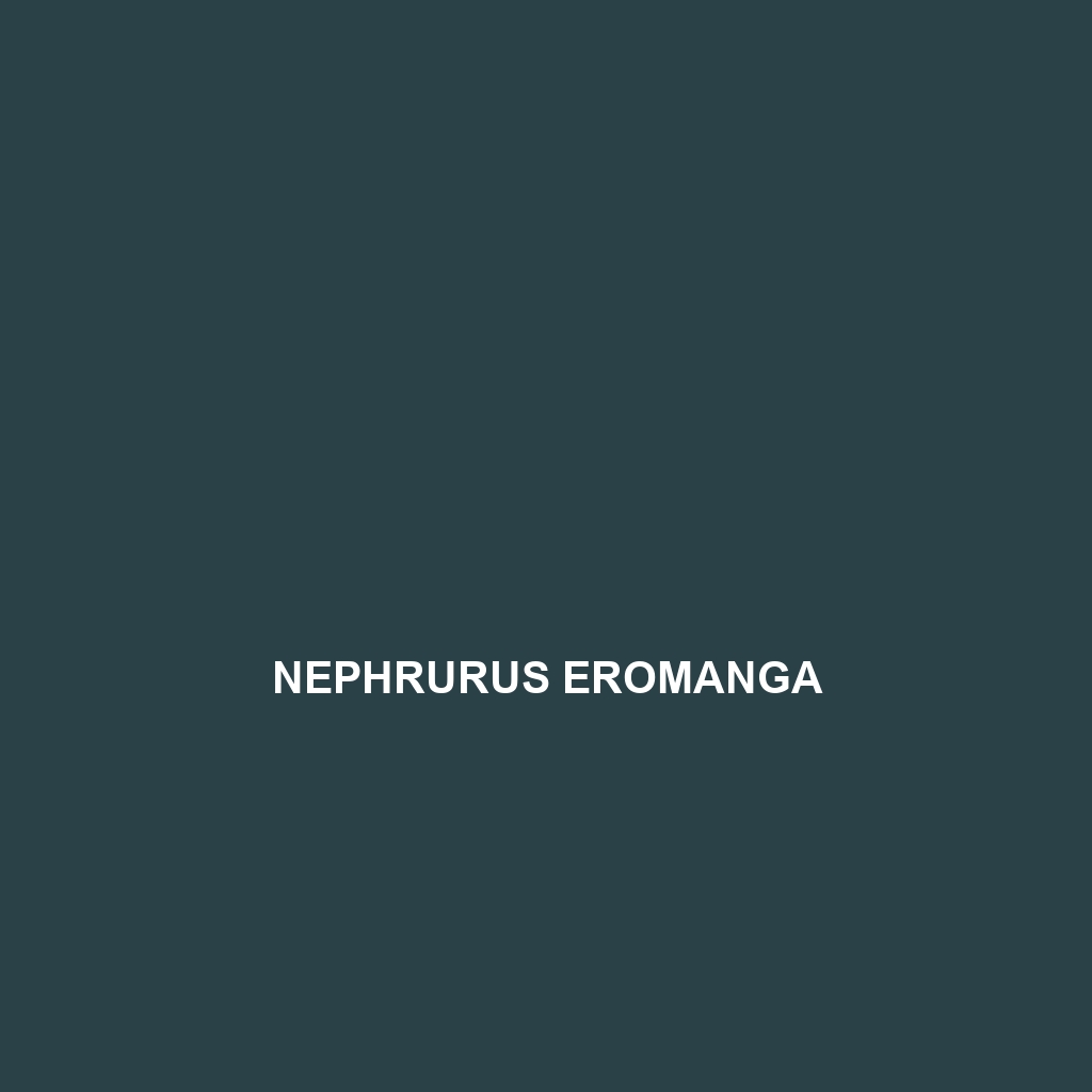 Nephrurus eromanga