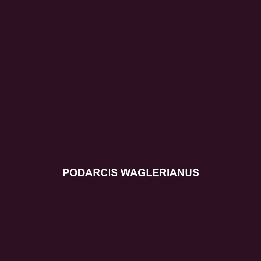 Podarcis waglerianus