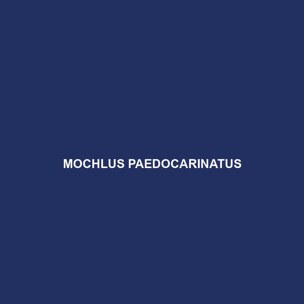 Mochlus paedocarinatus