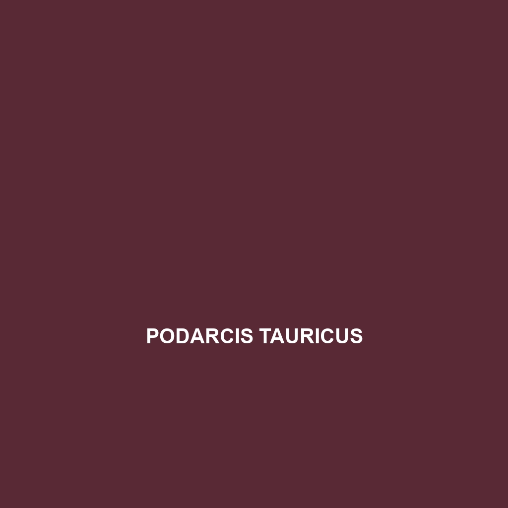 Podarcis tauricus