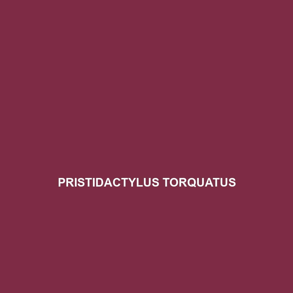 Pristidactylus torquatus