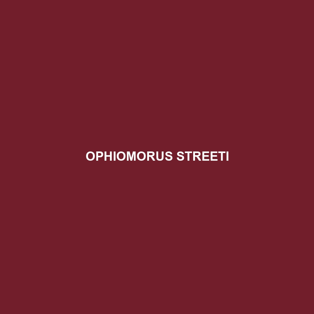 Ophiomorus streeti